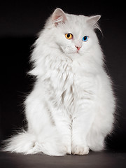 Image showing varicoloured eyes white cat