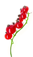 Image showing fresh currant