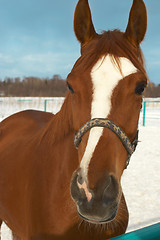 Image showing Horse in a countryside