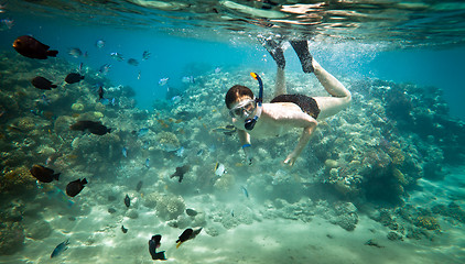 Image showing Snorkeler. Red sea