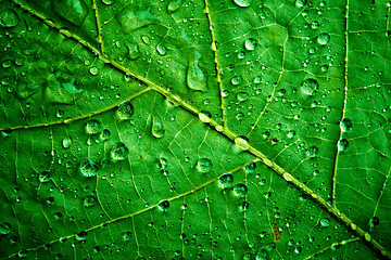 Image showing green leaf