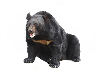 Image showing bear