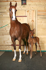 Image showing horse with a foal