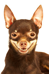 Image showing Russian toy-terrier.Ridiculous dog