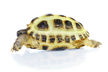 Image showing Photo of turtle on a white background