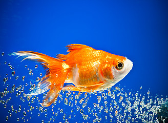 Image showing goldfish