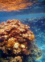 Image showing Coral reef in Red sea