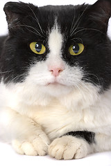 Image showing Portrait of a cat with yellow eyes 