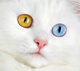 Image showing Portrait of a  varicoloured eyes white cat