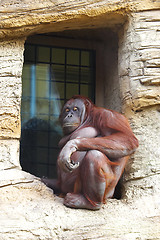 Image showing monkey