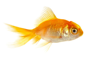 Image showing Gold small fish 