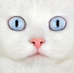 Image showing Portrait of a white kitten