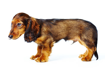 Image showing puppy dachshund