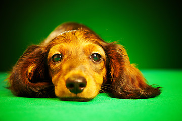 Image showing puppy dachshund