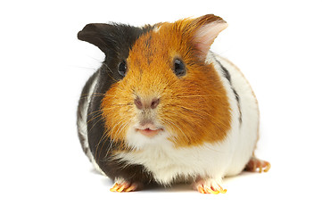 Image showing Portrait of a Guinea-pig. Macro a photo.