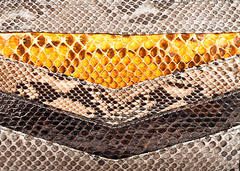 Image showing Snake leather texture