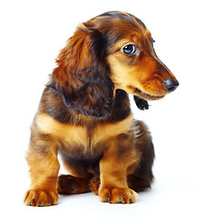 Image showing puppy dachshund