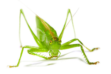 Image showing grasshopper