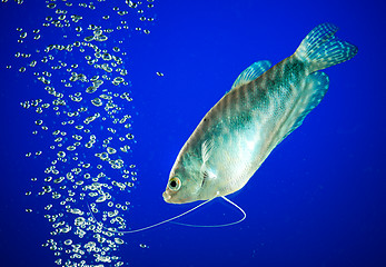 Image showing gourami