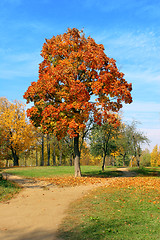 Image showing Autumn maple. 