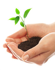 Image showing Human hands and young plant