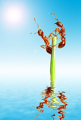 Image showing Ants 