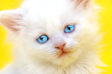 Image showing White kitten with blue eyes. 