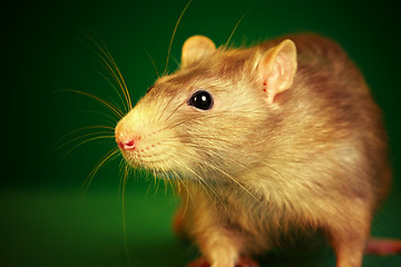 Image showing Rat on a green background