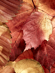 Image showing fallen autumn multi-coloured leaves