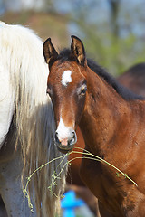 Image showing Foal