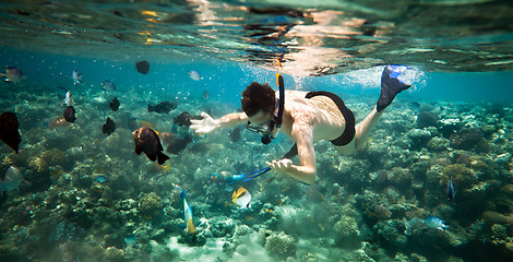 Image showing Snorkeler. Red sea