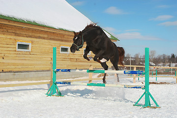 Image showing Jumping horse