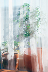 Image showing Flower on a window sill 