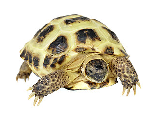 Image showing Photo of turtle on a white background