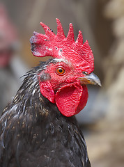 Image showing rooster