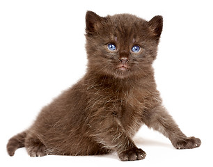 Image showing Small kitten on a white background