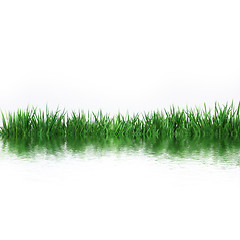 Image showing grass at the water