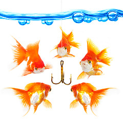 Image showing Five small fishes at a hook