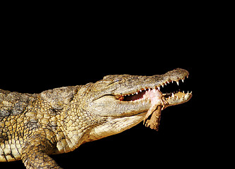 Image showing Crocodile and his victim