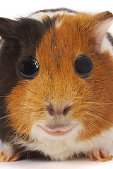 Image showing Portrait of a Guinea-pig. Macro a photo. 