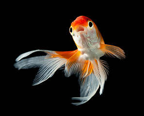 Image showing goldfish