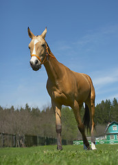 Image showing Horse 