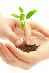 Image showing Human hands and young plant 