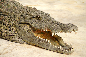 Image showing dangerous alligator