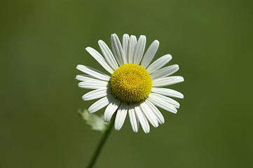 Image showing Single Marguerite