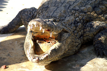 Image showing aggressive Alligator