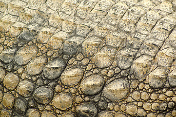 Image showing The skin of a dinosaur