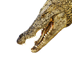 Image showing Alligator with sharp teeth