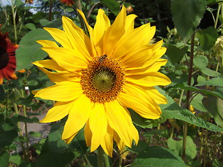 Image showing Wasp and sunflower