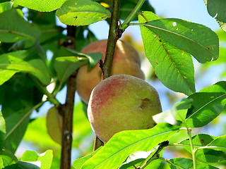 Image showing Peaches on a tree